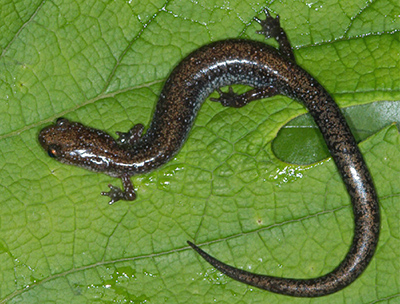 Valley and Ridge Salamander